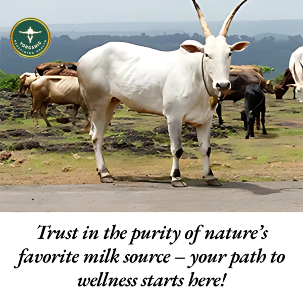 Hallikar Cow