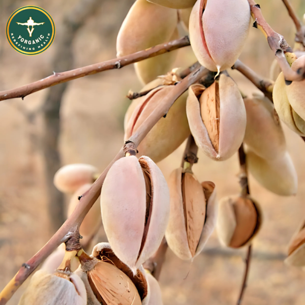 Large California Almonds