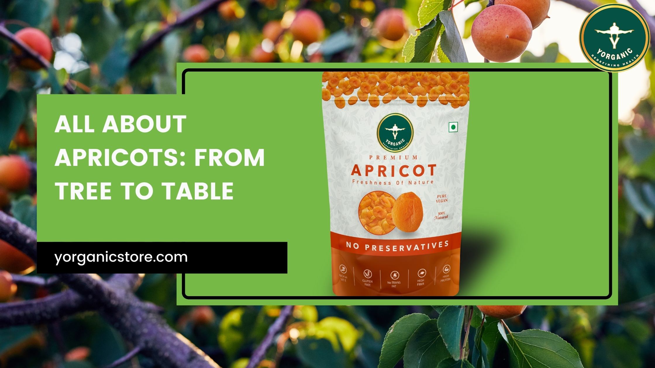 All About Apricots: From Tree to Table